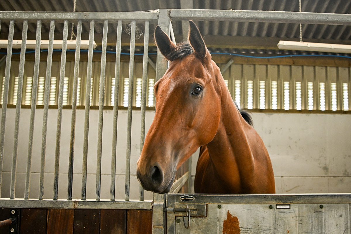 Horse update