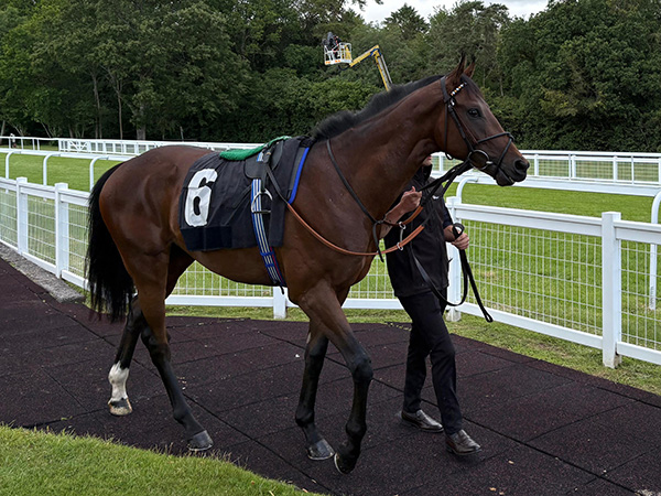 Horse update